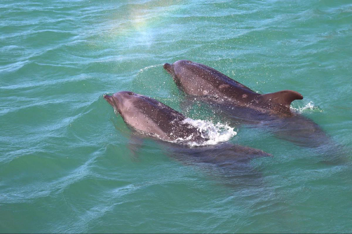 イルカを至近距離で見れちゃいます！
