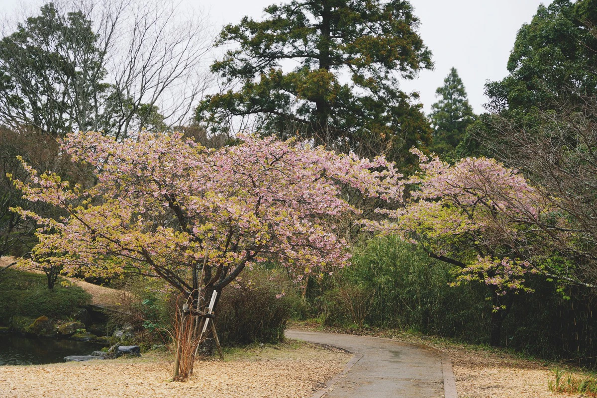 幕山公園