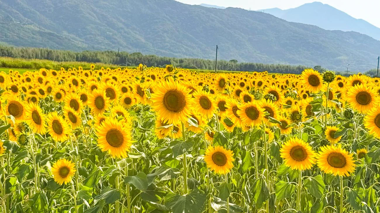 徳島県ご当地VTuber・蒼藍アオに観光スポット紹介35