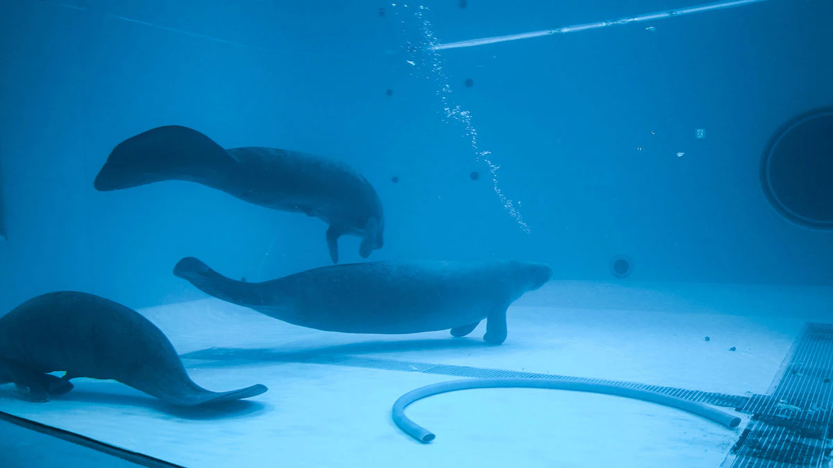 美ら海水族館 マナティー館