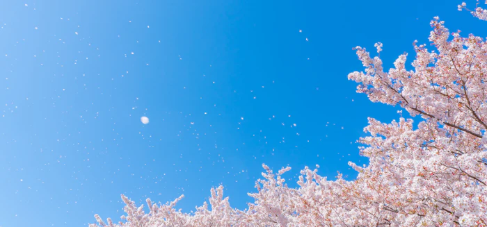 初心者ドライバーも安心！首都圏から車で行ける「お花見スポット」5選🌸