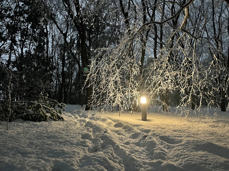 雪が積もった県庁の森で光っているランプの写真