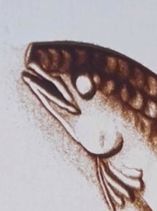 目は最初に白目。砂は多過ぎず。