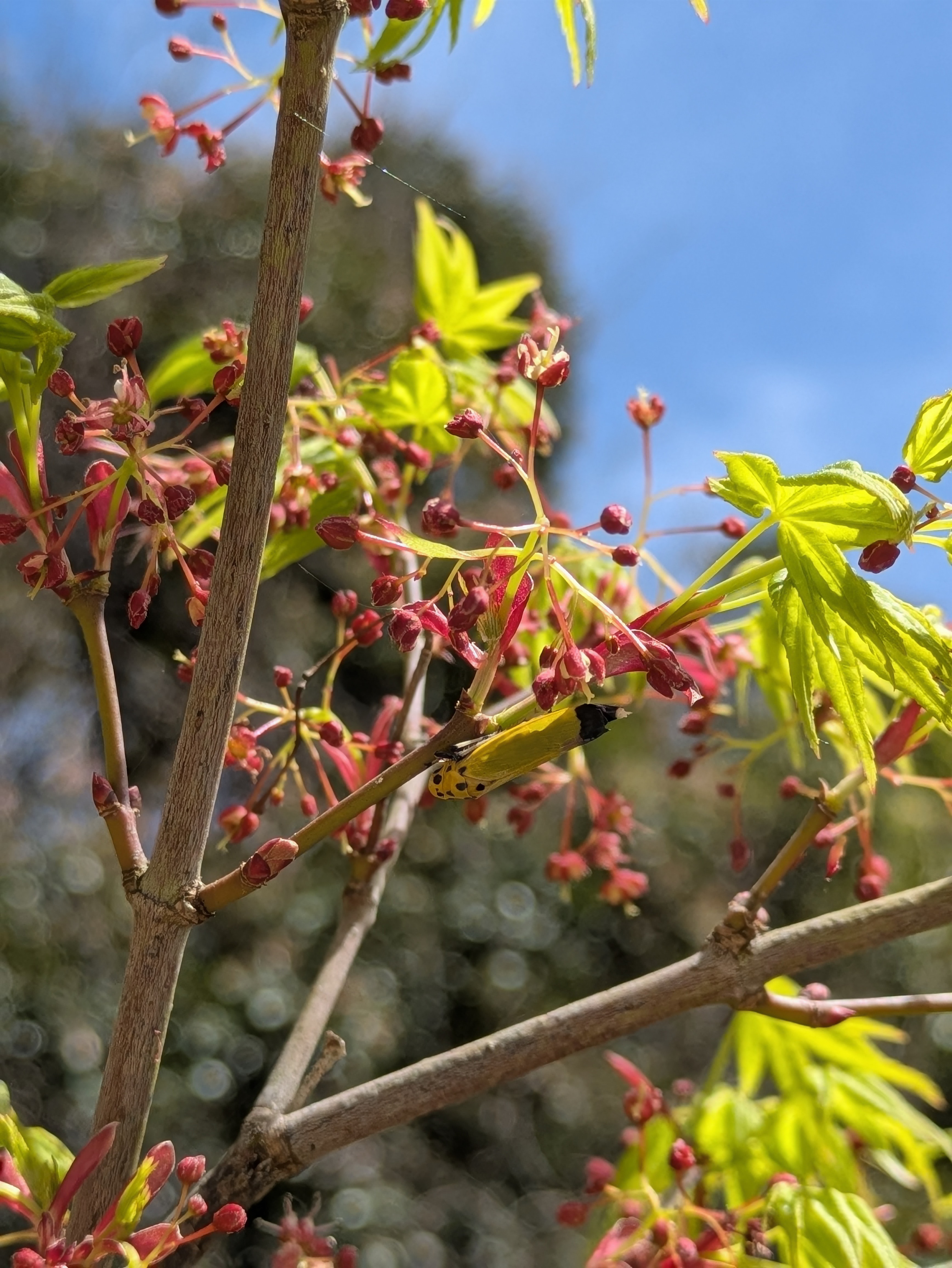 最近見られなくなった昆虫と、見られるようになった外来種たち