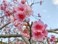 日本一早い春。沖縄の桜まつりは「お花見」じゃない、体験です！