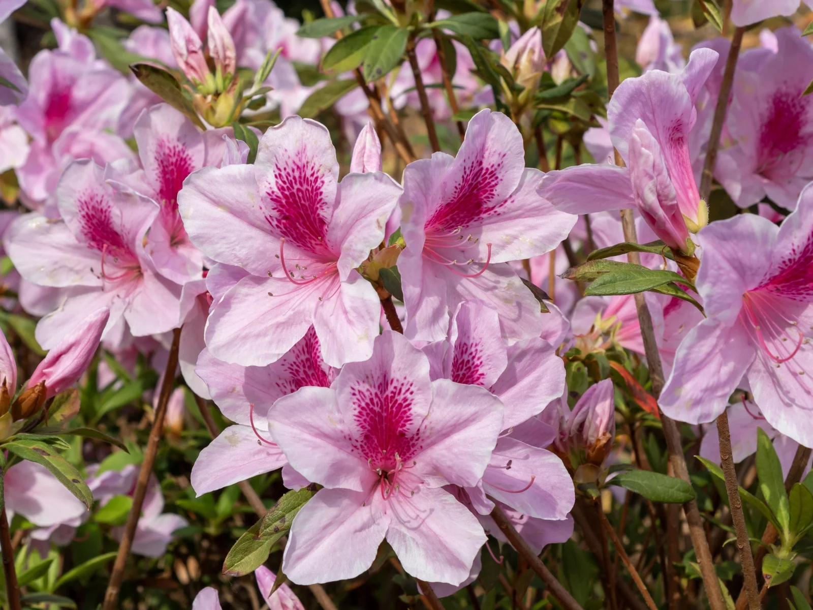 沖縄本部オススメお花畑・お花見