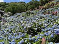 沖縄北部本部町「よへなあじさい園」