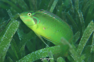 オオヒレテンスモドキ