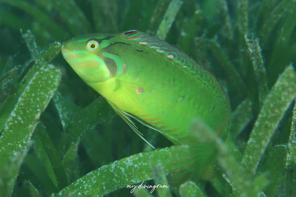 オオヒレテンスモドキ