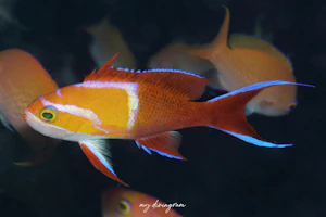 シロオビハナダイ