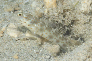 オビシノビハゼ