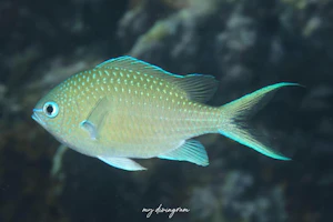 アオバスズメダイ