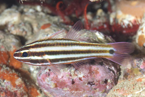 ウスジマイシモチ