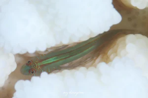 コバンハゼ属の1種-5