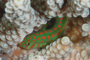 アカテンコバンハゼ