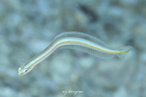 ダイダイオオメワラスボ