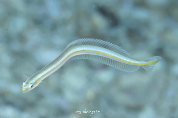 ダイダイオオメワラスボ