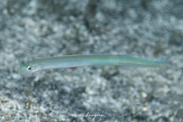 オオメワラスボ属の1種-1