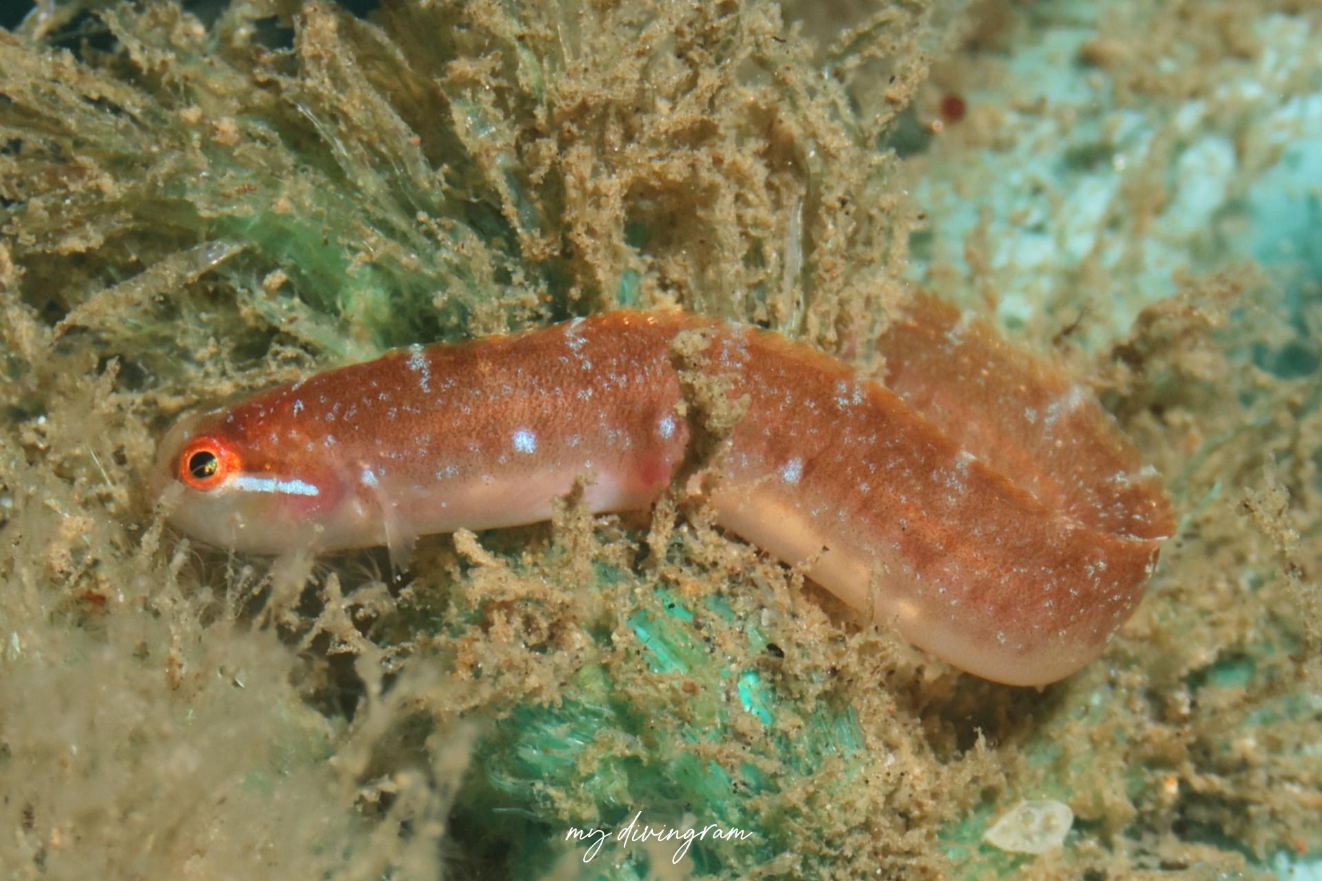 ニシキギンポ科の1種