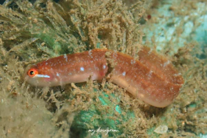 ニシキギンポ科の1種