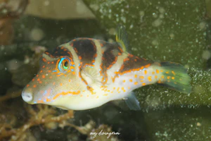 ハナキンチャクフグ