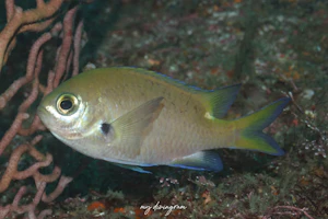 ナノハナスズメダイ