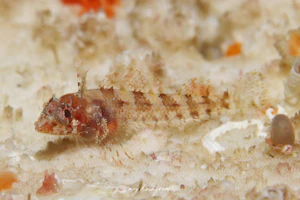 ニセヘビギンポ