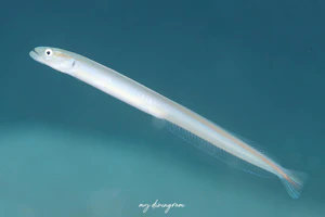 クロエリオオメワラスボ