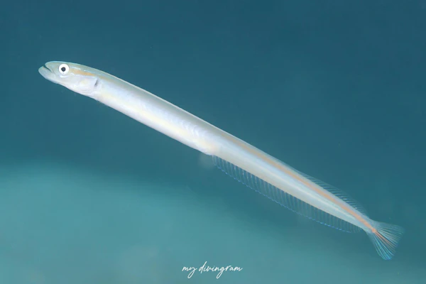 クロエリオオメワラスボ