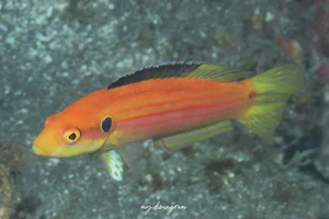 フタホシキツネベラ