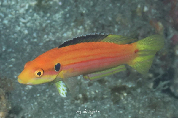 フタホシキツネベラ