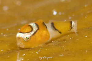 サクラダンゴウオ