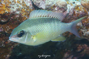 シンジュタマガシラ