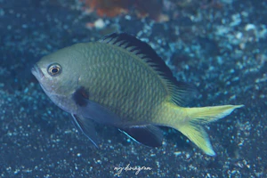 キホシスズメダイ