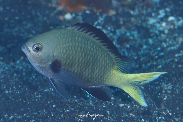 キホシスズメダイ