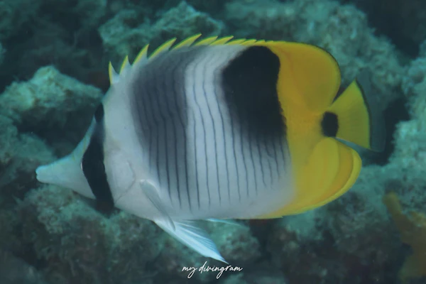 スダレチョウチョウウオ