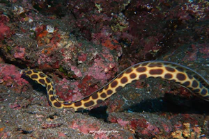 モヨウモンガラドオシ