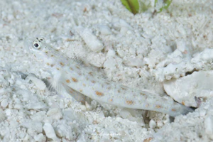 マスダヤツシハゼ