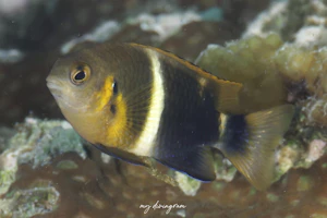 ミヤコキセンスズメダイ