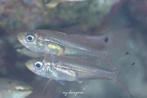 スカシテンジクダイ