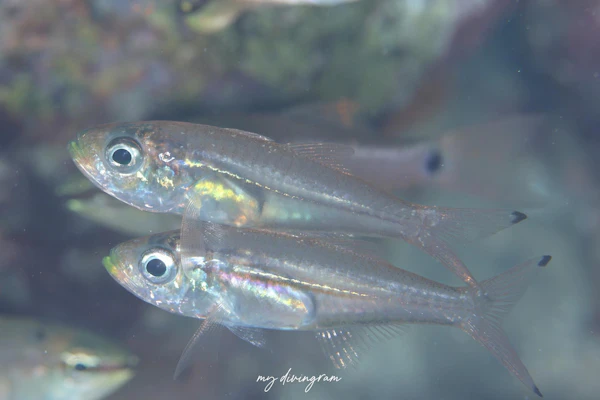 スカシテンジクダイ