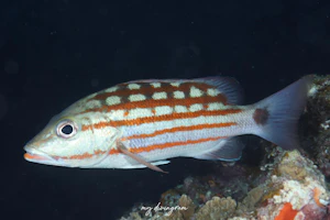 アミメフエダイ