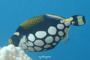 モンガラカワハギ