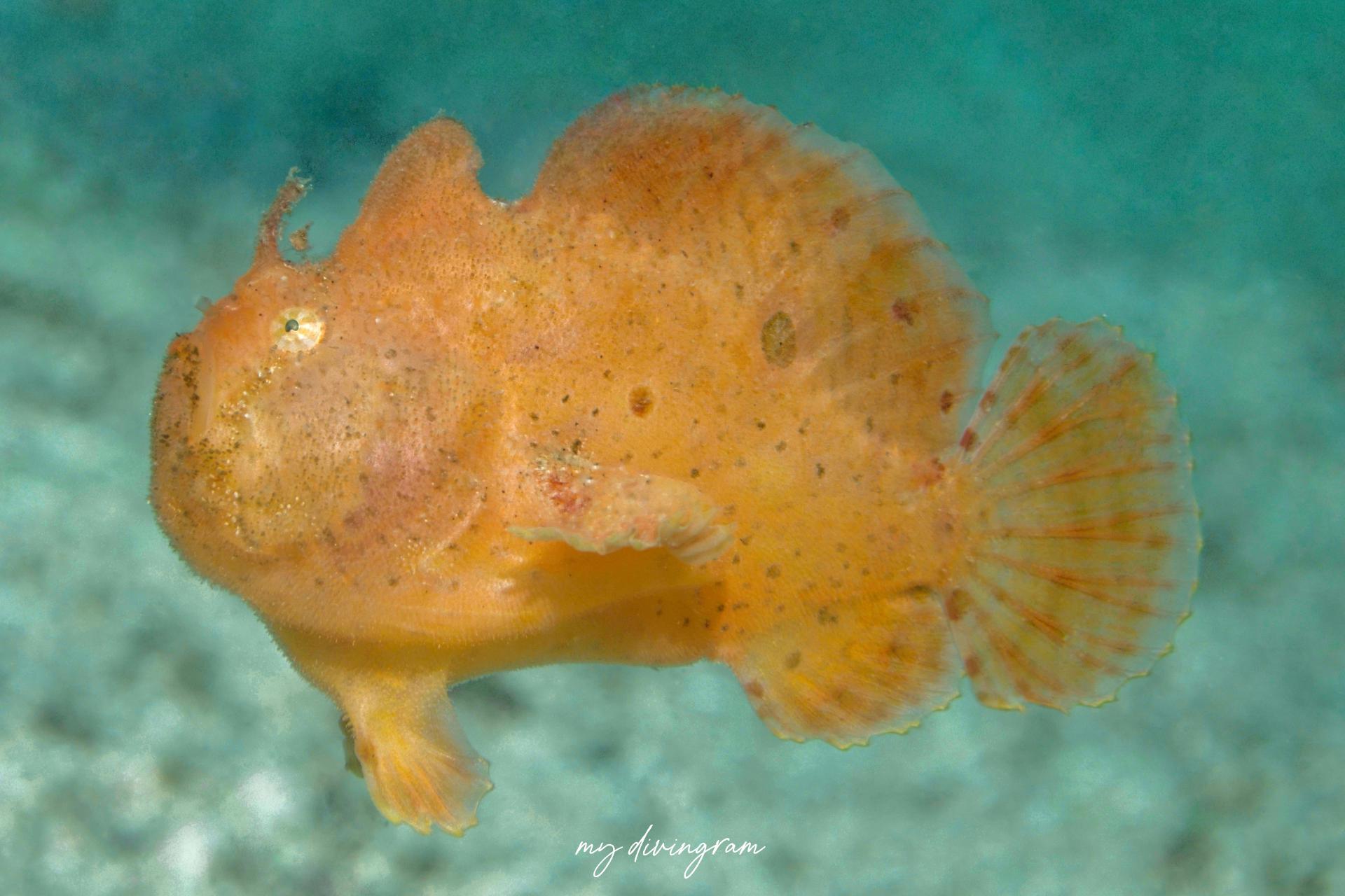 ベニカエルアンコウ