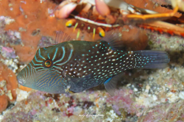 ゴマフキンチャクフグ