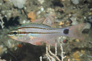 フタスジイシモチ