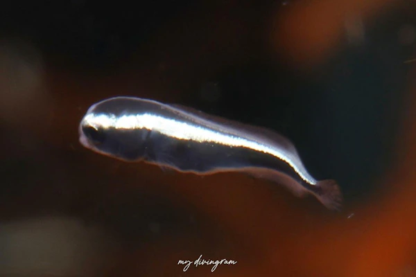 コンビクトブレニー