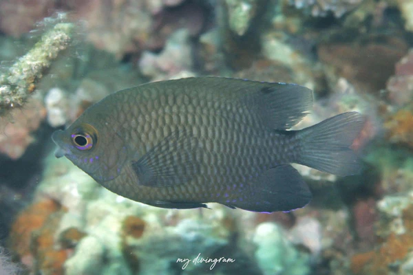 アツクチスズメダイ