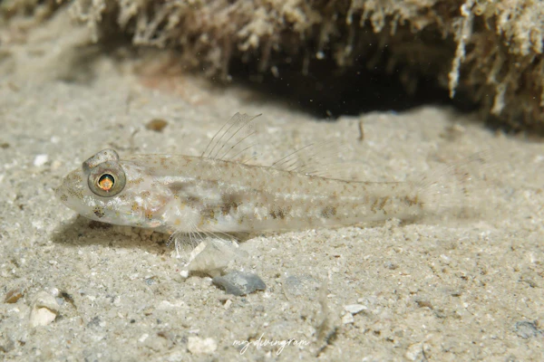 アサバノホオカギハゼ