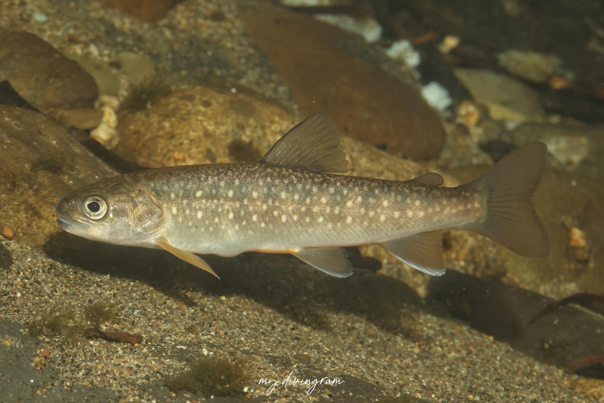 アメマス (エゾイワナ)